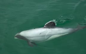 Maui's dolphin