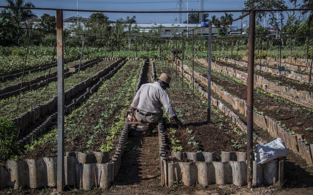 A farmer works at a suburban agriculture farm in Cerro Municipality in Havana, on May 9, 2017.