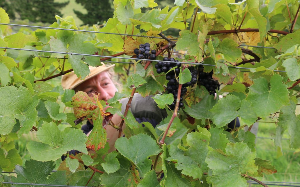 Vineyard ferment at Greystone Wines