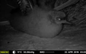 Titi in a nest at Sandymount on Otago Peninsula.