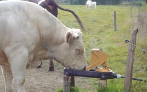 Cattle using the new grazing pump to drink.