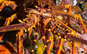 crayfish