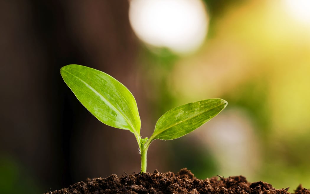 A young plant