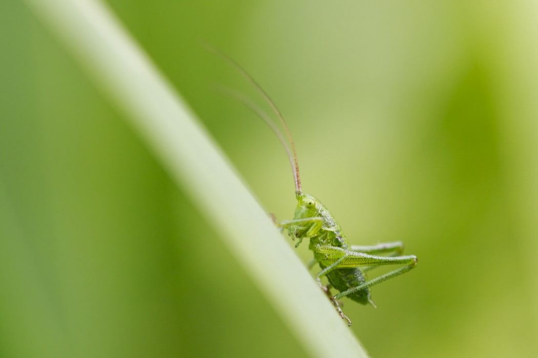 SIERENTZ 
Great Green Bush Cricket larva on rod - France. 
 
Biosphoto / Benoît Personnaz (Photo by Benoît Personnaz / Biosphoto / Biosphoto via AFP)