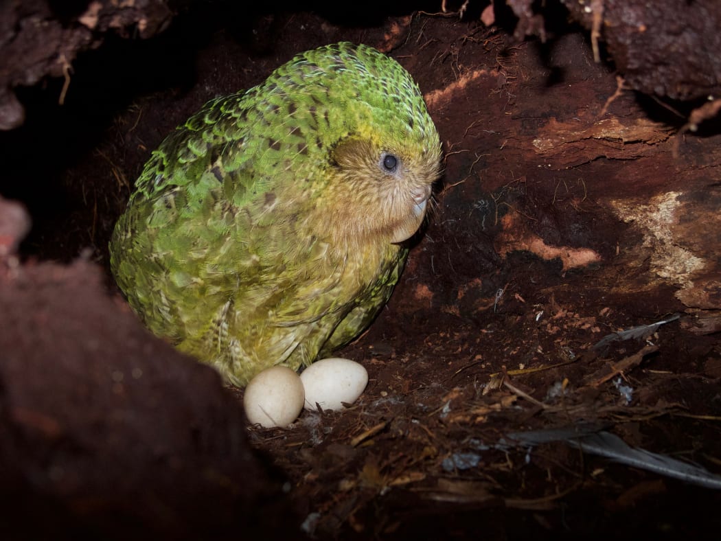 The kākāpō Weheruatanga-o-te-Po nesting in 2019. Kākāpō are predicted to breed again in 2022.