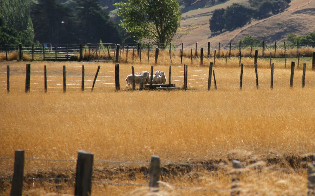 Sheep flocking to water in drought stricken paddocks on a farm at Wairarapa east of Masterton.