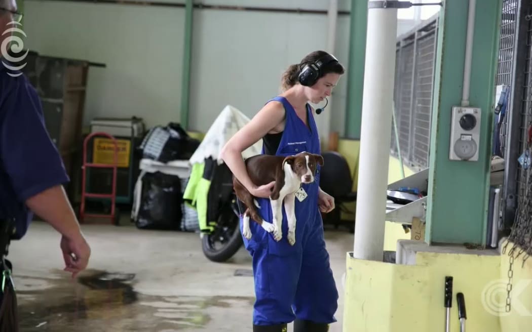 1200 menacing dogs registered in Auckland in one year: RNZ Checkpoint
