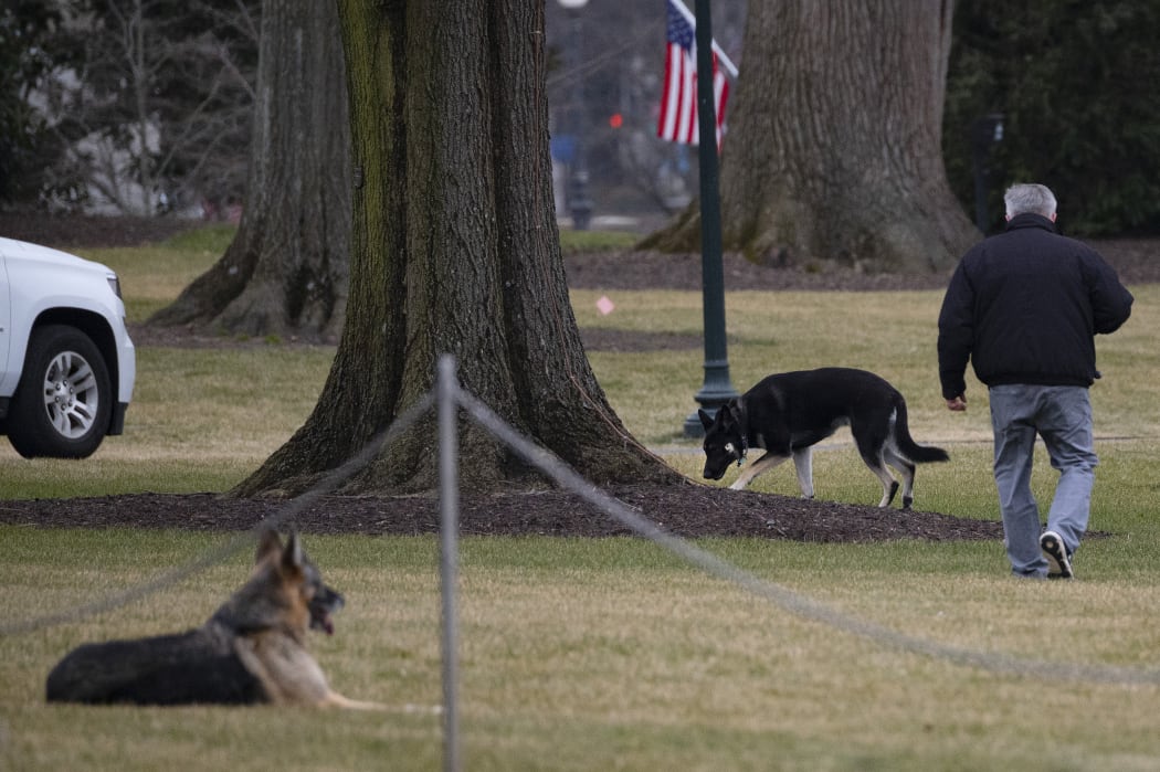 First dogs Champ and Major Biden are seen on the South Lawn of the White House in Washington, DC, on January 25, 2021.