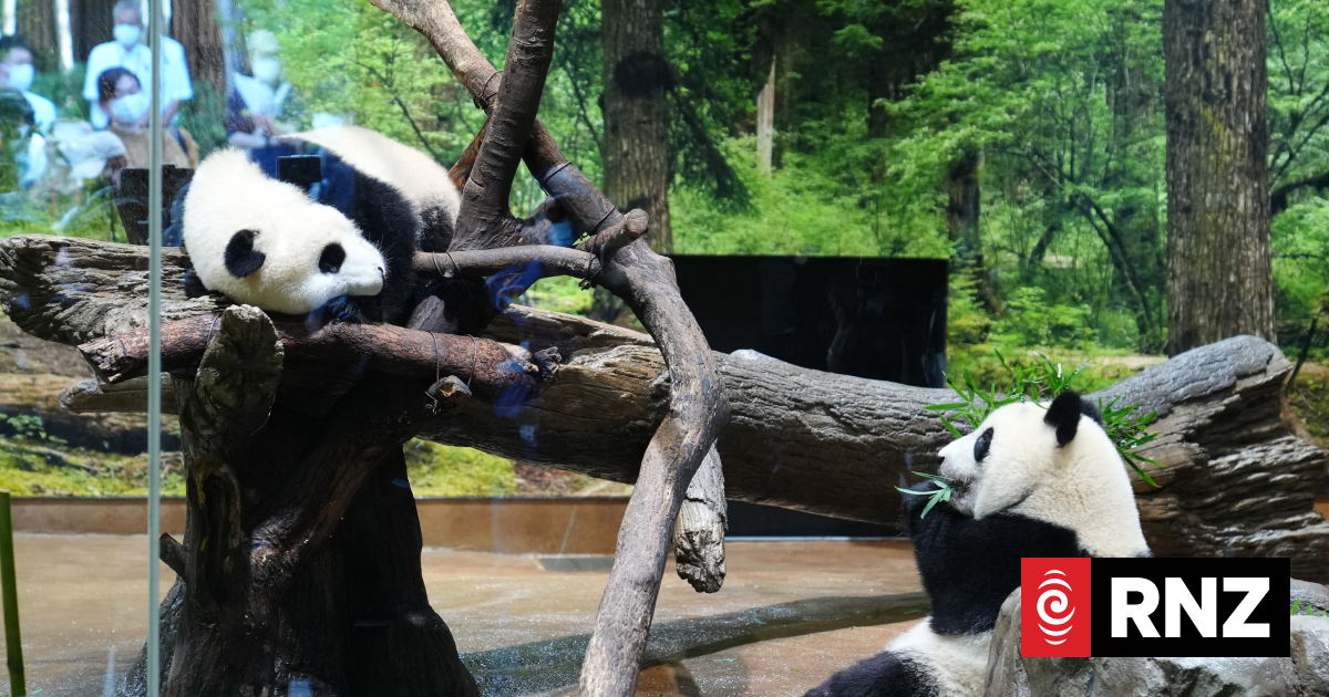 Japan-born pandas Xiao Xiao and Lei Lei arrive in China as bilateral ties freeze