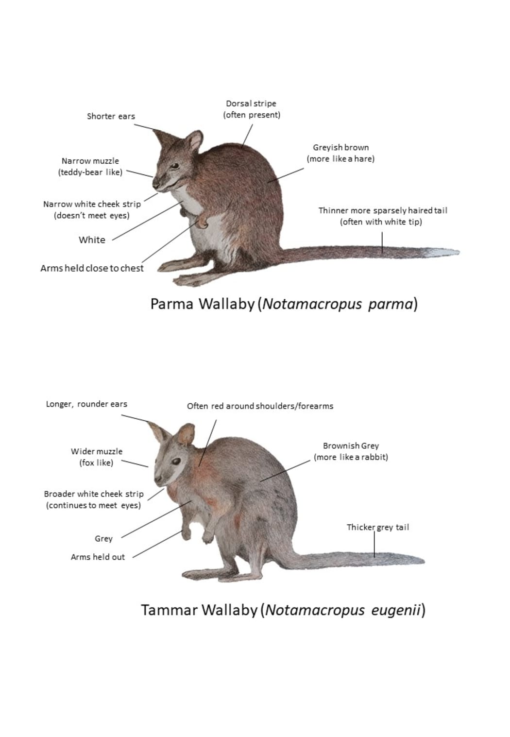 How to identify a parma wallaby