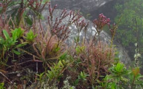 The insect-eating Drosera magnifica was discovered after someone posted a picture of it on Facebook.