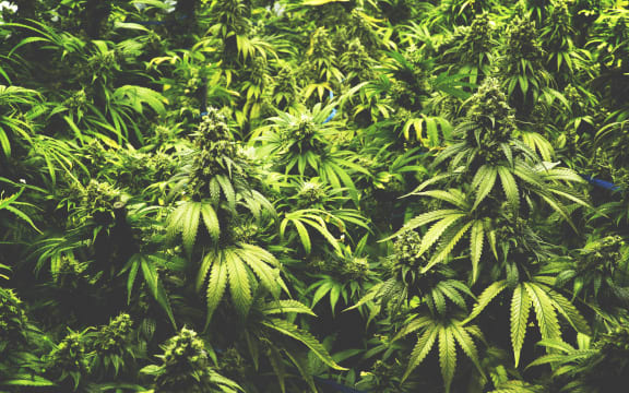 Cannabis plants growing.