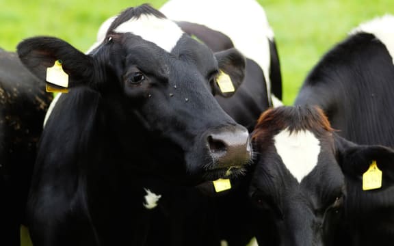 Dairy cow.