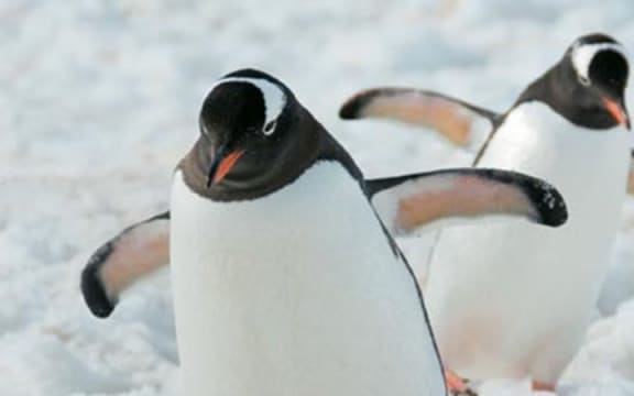 Gentoo Penguins at Kelly Tarlton's.