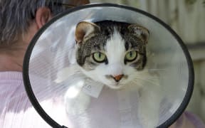 Blenheim woman Brenda Green was told to keep her cat Milo from roaming onto her neighbour's property following a complaint but will not tell her which neighbour complained. SINGLE USE IMAGE