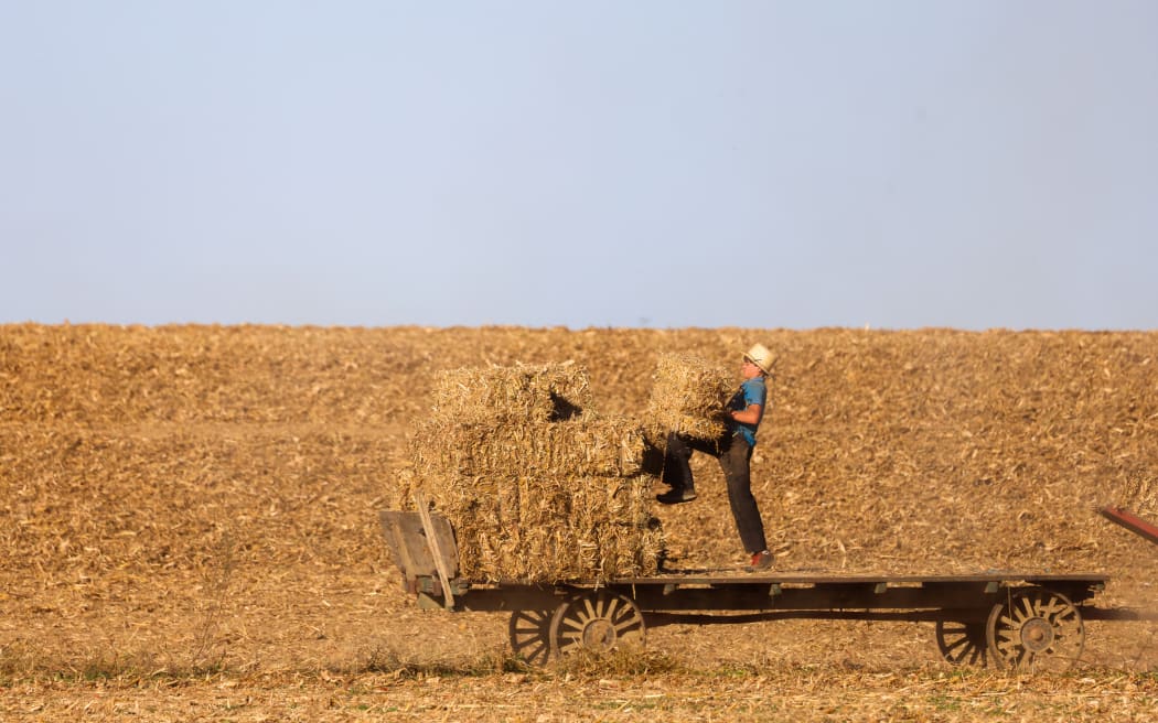 A young Amish man stacks straw bales on a trailer in Strasburg, Pennsylvania, on 19 October, 2024.