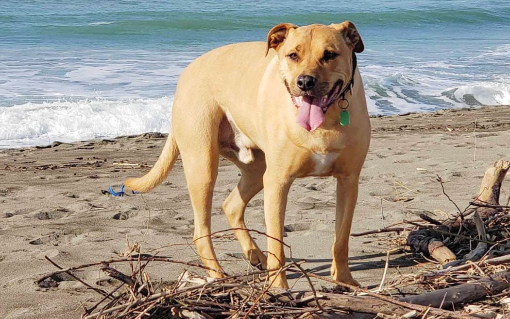 Sarge the dog.