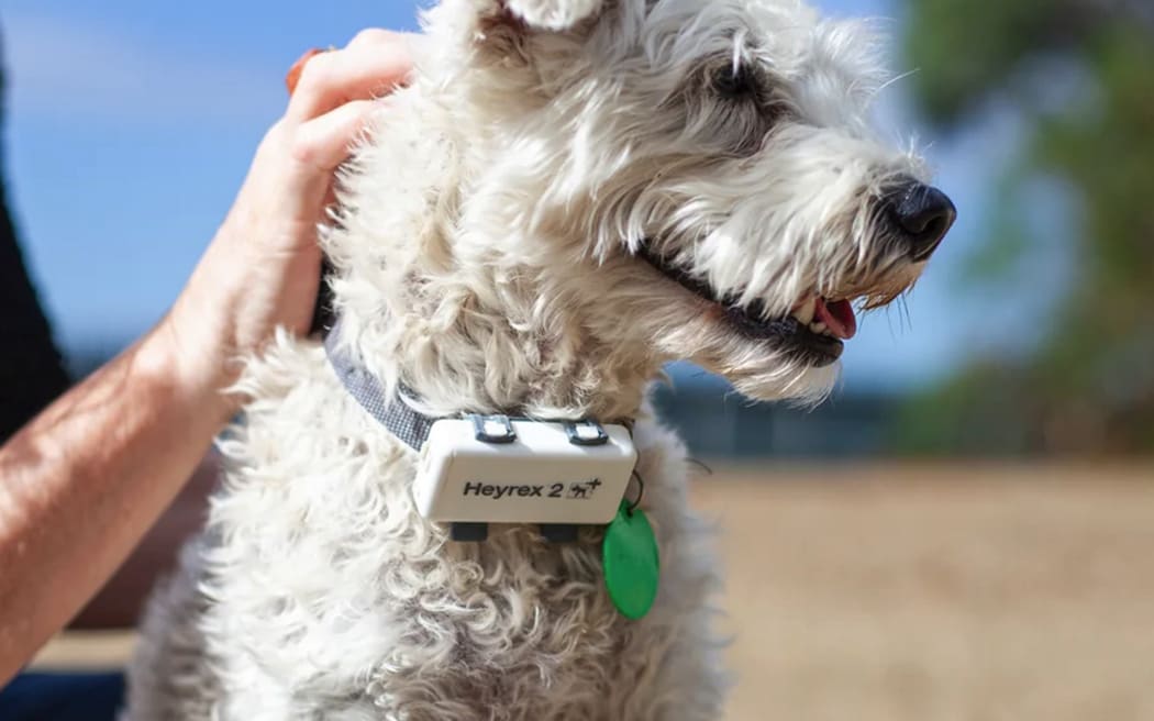 Hey Rex AI pet wearable tracker
