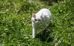 Kaikōura District Council will draft a new animal control bylaw with a section for cats. File photo
