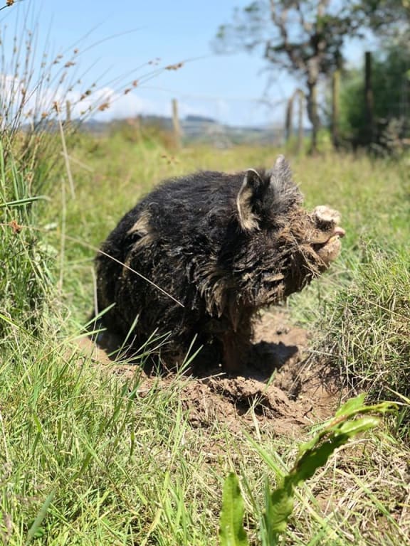 Hogwart the kunekune pig who has been adopted from Silverdale animal centre