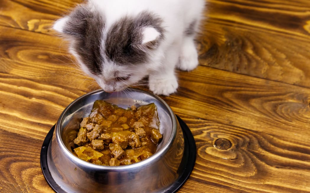 Small kitten eating his food from metal bowl on wooden floor