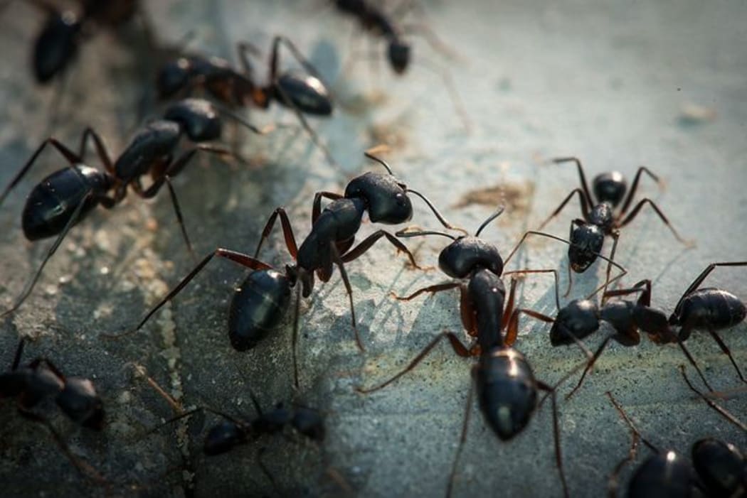 ants