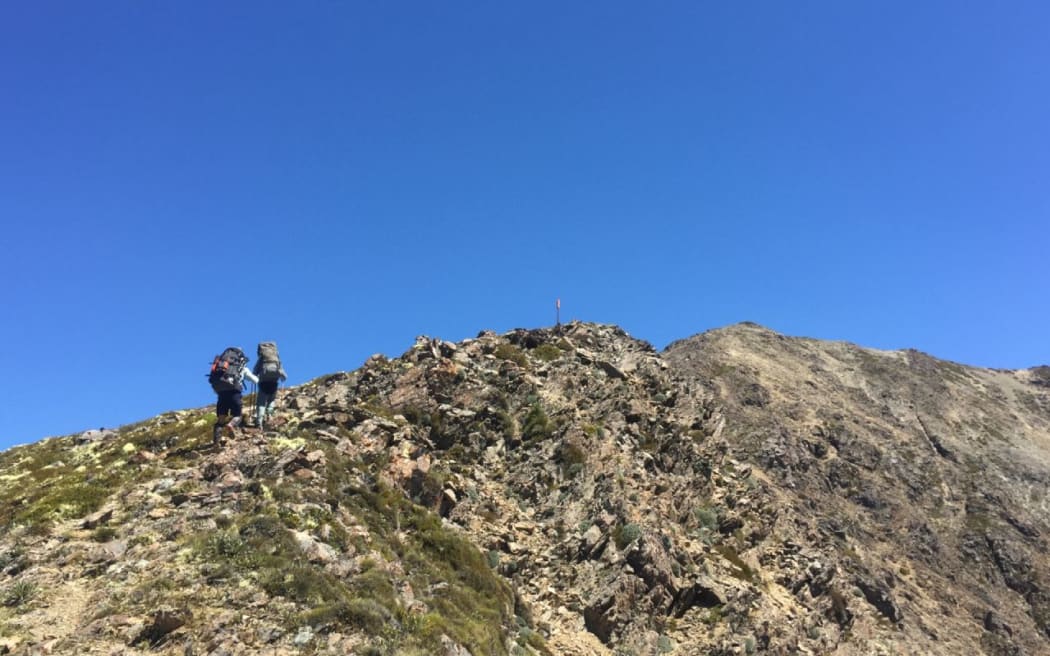 Trampers heading towards Mt Rintoul on the Alpine Route in the Mt Richmond Forest Park.