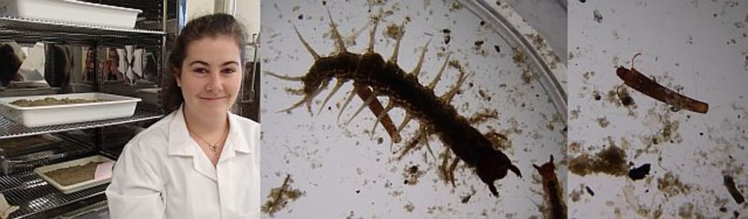 Lisa Carlin (left) is a Masters student looking at the impact of fine sediment on motile algae, while another student looks at its impact on invertebrates such as the 'toe-biter' (centre) and caddisfly larvae (right).