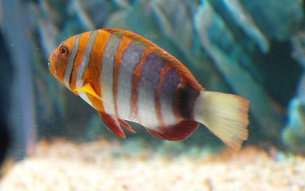 Harlequin tuskfish