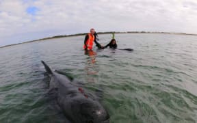 The whales are swimming close to shore, but it's hoped high tide at 8:30pm will help