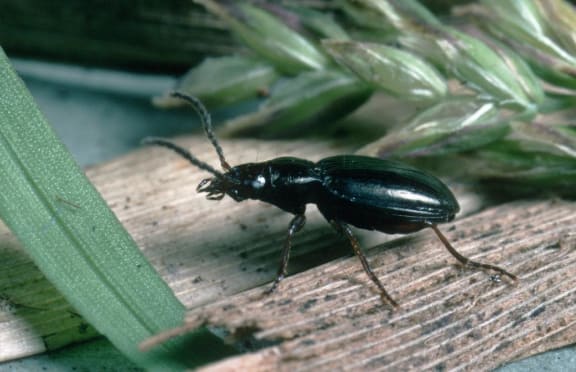 This invasive carabid beetle, Trechisibus antarcticus, is now found on South Georgia.