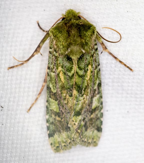 Mahoe stripper (Feredayia graminosa) is a regular visitor at the light trap at Zealandia sanctuary. Its caterpillars feed on mahoe leaves.