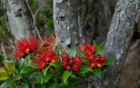 Southern rata, Auckland Islands