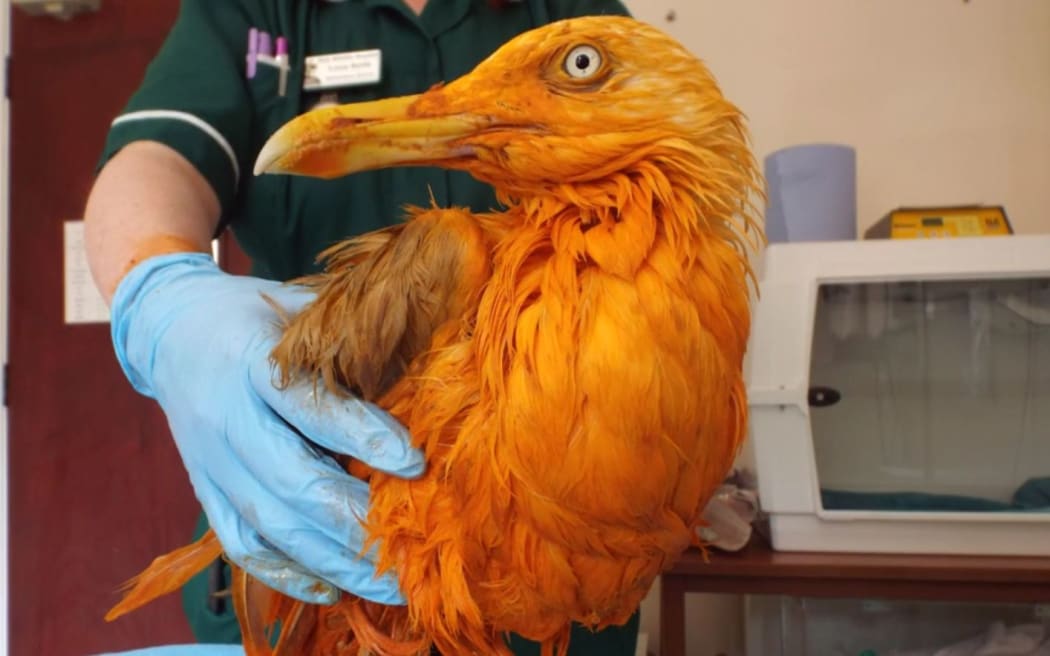 The seagull was covered in curry when it fell into a vat.