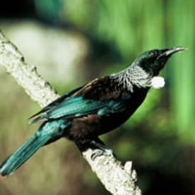 Photo for Tūī