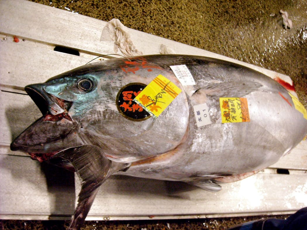 A 128kg blue-fin tuna is displayed at Tokyo's Tsukiji fish market .