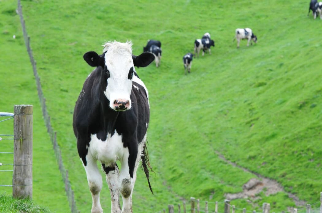 Cattle