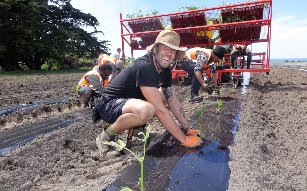 US-based cultivation technician Max Jablonski plants cannabis seedlings in Kēkerengū north of Kaikōura.