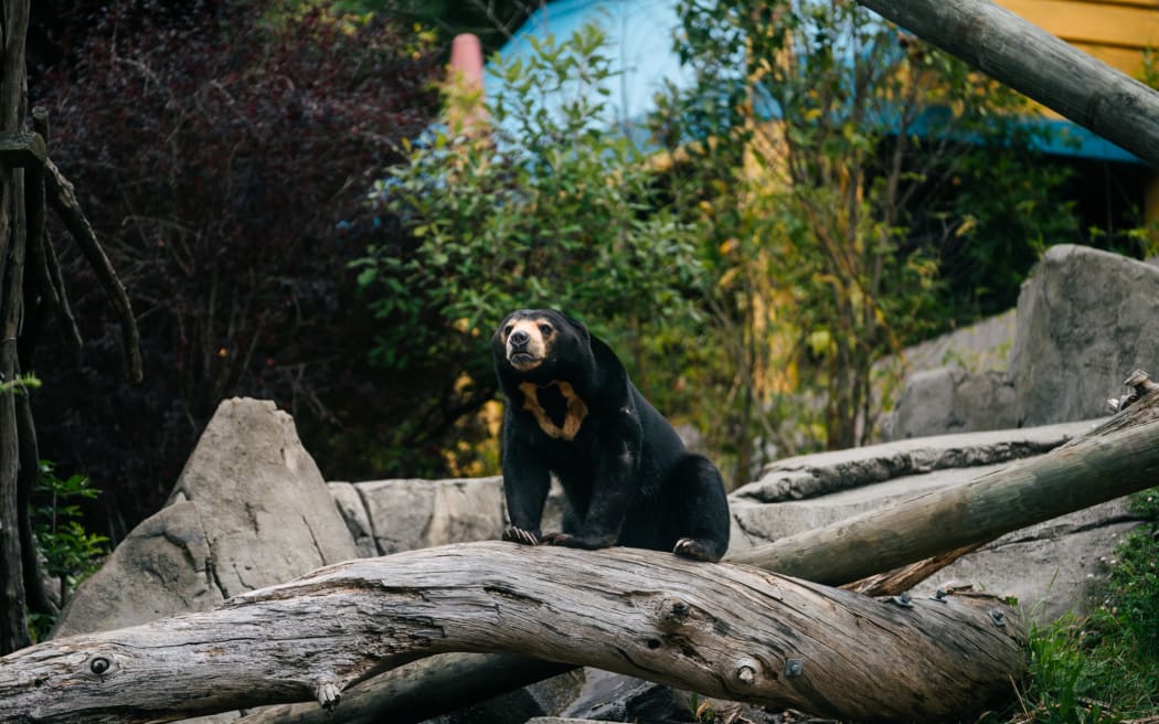 Wellington Zoo, Sasa the Sun Bear
