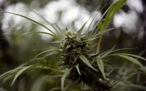 A cannabis plant that will be used for medicinal purposes.