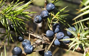 Juniperus communis berries.