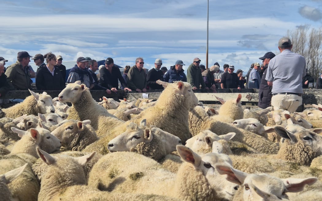 There's plenty of action, with the odd runaway sheep.