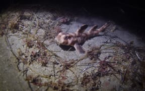 File photo of a horn shark.