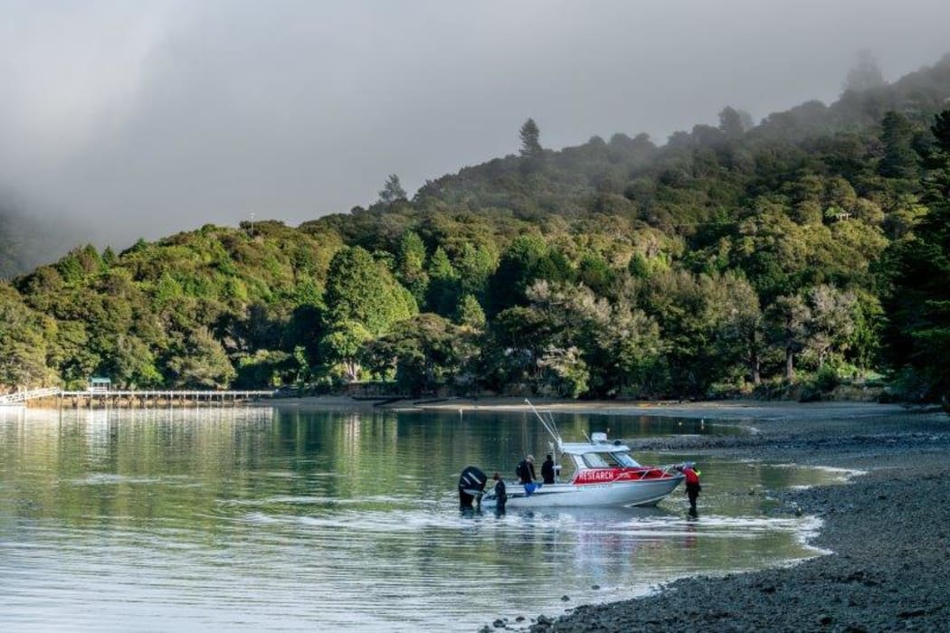 NIWA divers working in the Marlborough Sounds on the mussel restoration.