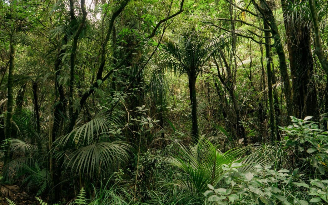 The Wharekirauponga bush in the Coromandel where OceanaGold is planning an underground tunnel to mine gold.