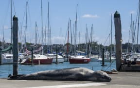 Owha the leopard seal at Westhaven Marina