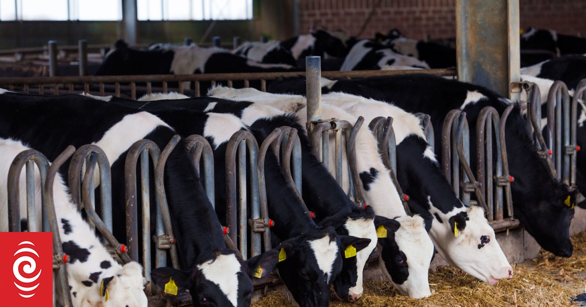 Fonterra and Synlait in war of words over dairy reform RNZ News