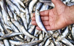 Choosing sustainable fish