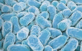 single celled organism