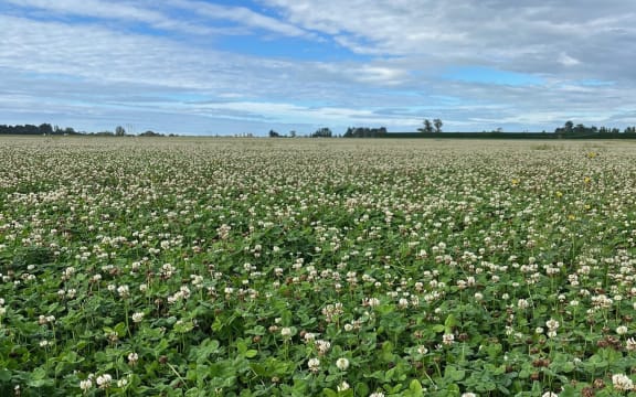 A field of clover that's gone to seed.